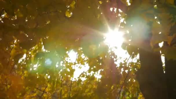 Feuille d'automne jaune oscillant dans le vent .