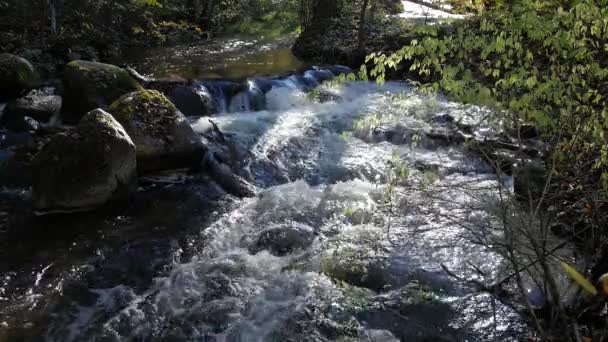 Beau ruisseau profondément dans la forêt à l'automne . — Video