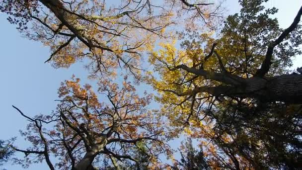 Ağaç tepelerinin sonbaharda — Stok video