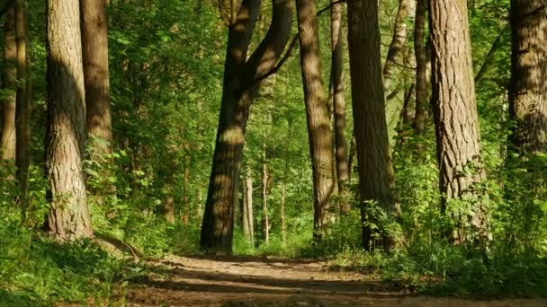 森林の集中的な緑を葉します。公園に来る春. — ストック動画