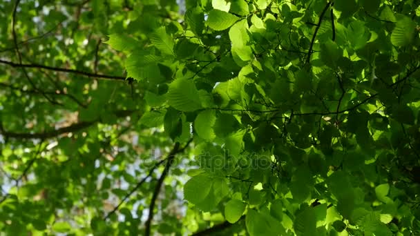 Zonlicht maakt zijn weg door de bladeren van de bomen. Zonne-schittering in een dicht bos. — Stockvideo