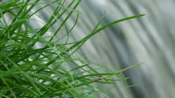 Gros plan du printemps qui coule à travers le vert cru de l'herbe . — Video