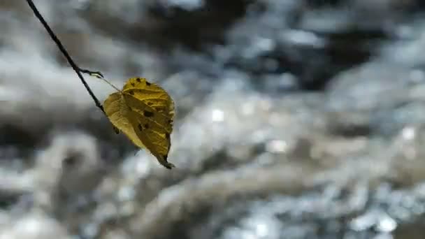 秋の落葉広葉樹の森で純粋な淡水ストリーム. — ストック動画