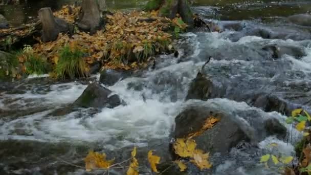 Ruisseau d'eau claire coulant à travers la forêt d'automne avec des feuilles jaunes — Video