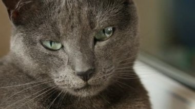 Uykulu Rus mavi kedi, yakın çekim, el Held kamera.