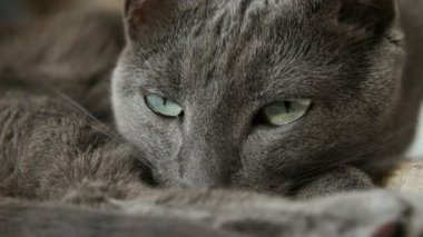 Uykulu Rus mavi kedi, yakın çekim, el Held kamera.