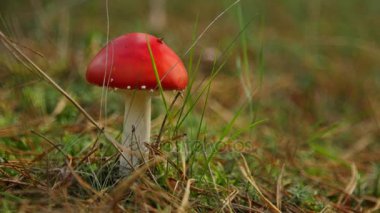 Amanita Europe ormanda zehirli kırmızı mantar
