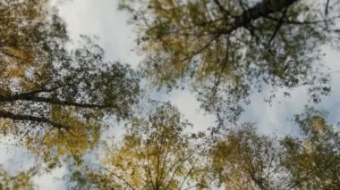 Sonbahar Park sarı yapraklarla kaplı ağaçlar üst kısımları