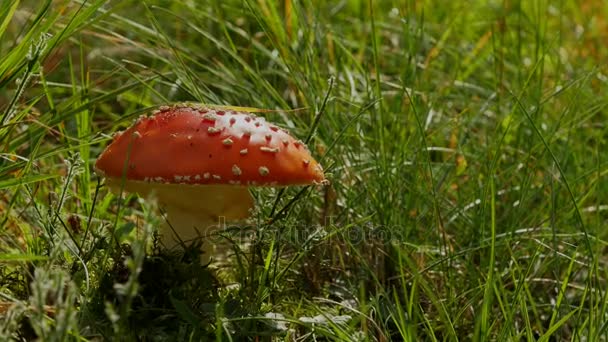 Amanita Europe ormanda zehirli kırmızı mantar — Stok video