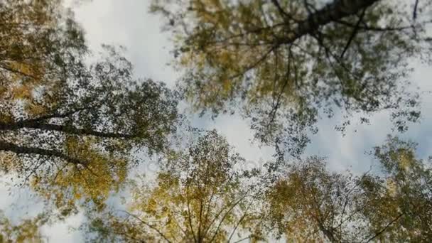 Cime degli alberi ricoperte di foglie gialle nel parco autunnale — Video Stock