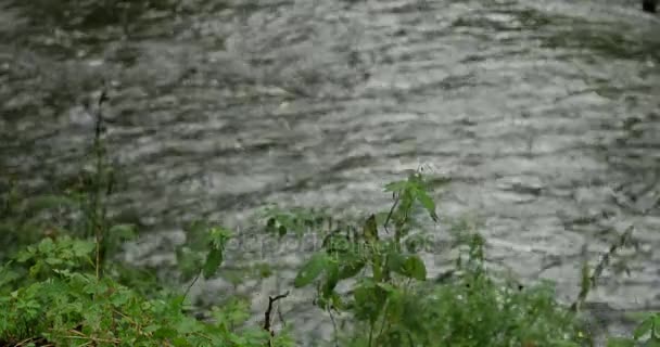 Pohled na řeku skrze větve stromů — Stock video
