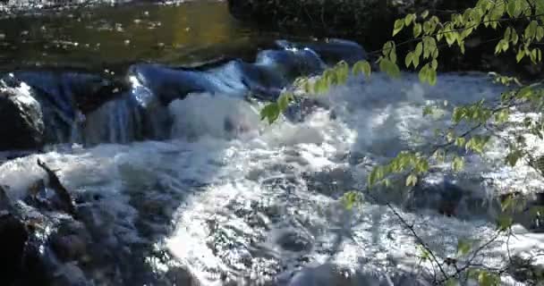 Gyors patak, folyó víz áramlik át a kövek csodálatos természet jelenet a vadonban. — Stock videók