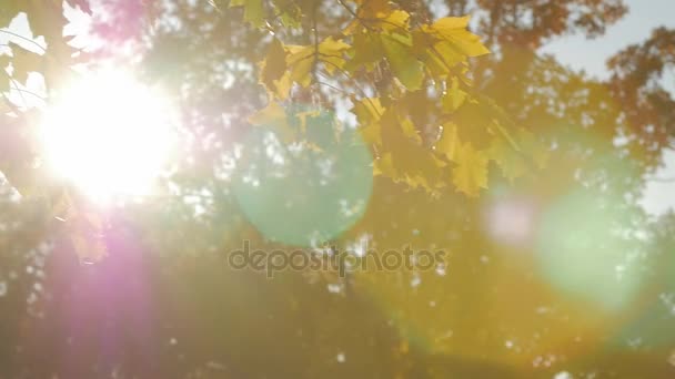 Le soleil brille à travers les feuilles d'érable d'automne .
