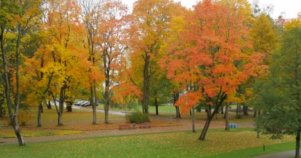 秋天城市公园。一个无法辨认的人用机器收集树叶 — 图库视频影像