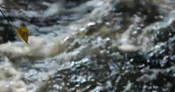 Fluxo de água doce puro na floresta decídua no outono . — Vídeo de Stock