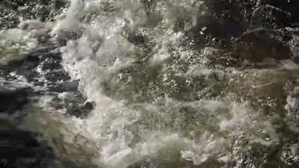 Rio da montanha na floresta Close up . — Vídeo de Stock