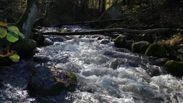 Hermoso arroyo profundo en el bosque en otoño . — Vídeos de Stock