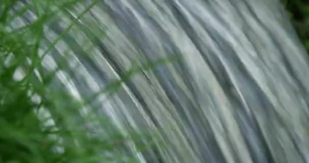 Close up shot of spring flowing through raw green of grass. — Stock Video
