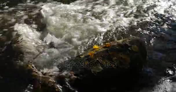 Close-up tiro de córregos de água em um riacho de montanha com folhas de outono amarelas e marrons ao redor . — Vídeo de Stock