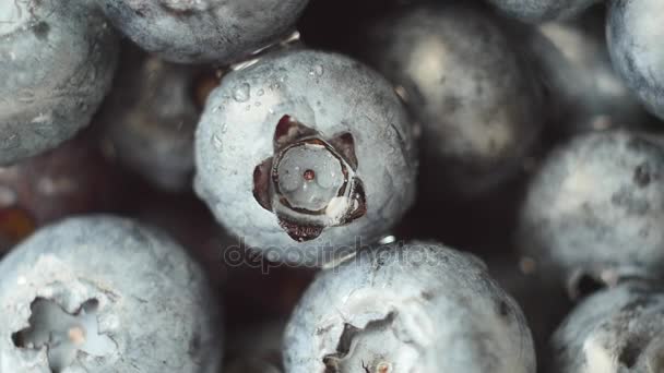 Frische, reife blaue Beeren, wilde Beeren. Nahaufnahme — Stockvideo