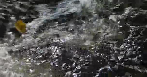 Frischwasser pur im Laubwald im Herbst. — Stockvideo