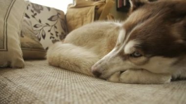 Husky köpek Kanepede uyur, kamera soldan sağa taşır