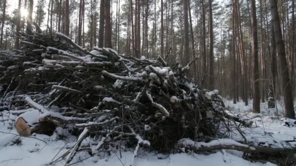 Cortar troncos y ramas de un tronco de árbol que yace en el bosque parcialmente cubierto de nieve — Vídeo de stock