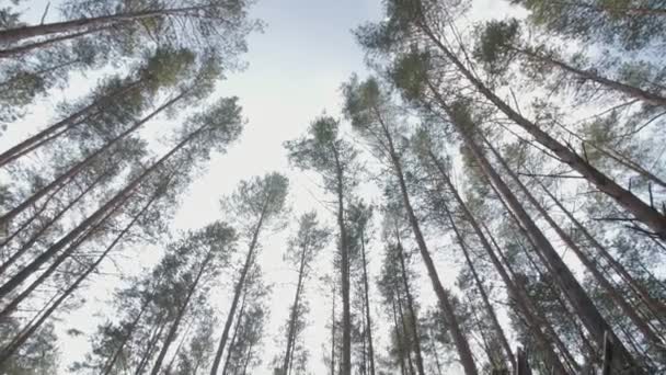 Grumes coupés et branches d'un tronc d'arbre couché dans la forêt partiellement recouvert de neige — Video