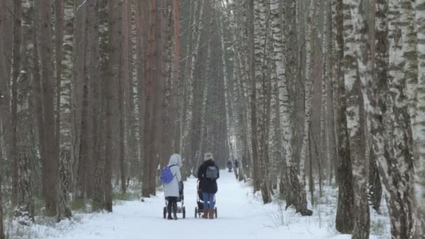 Två mammor går med en barnvagnar på vintern i en björkskog. — Stockvideo
