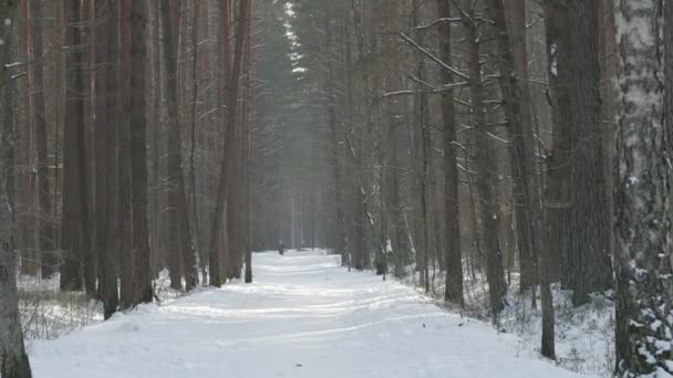 Caminhada nórdica - esporte de inverno para todas as idades. Pessoas ativas diferentes idades caminhadas na floresta nevada . — Vídeo de Stock