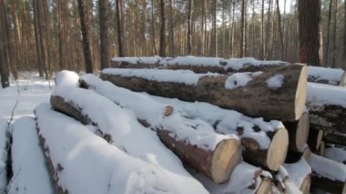 Yol boyunca kesilerek ağaç yığını kış bulutlu gün beyaz karla kaplı.