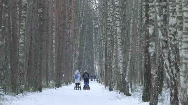 Två mammor går med en barnvagnar på vintern i en björkskog. — Stockvideo