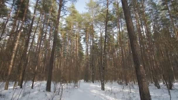 Caminhando pelo chão coberto de neve em uma floresta de inverno . — Vídeo de Stock