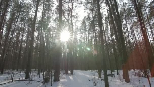 Caminando por el suelo cubierto de nieve en un bosque de invierno . — Vídeos de Stock