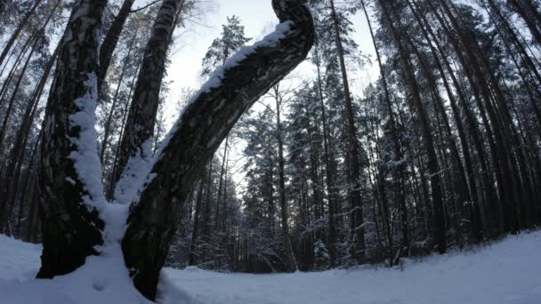 Mensen lopen door een bos in de winter. — Stockvideo