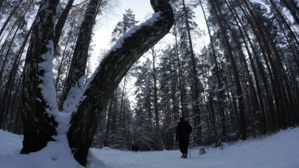 Pessoas caminhando por uma floresta no inverno . — Vídeo de Stock