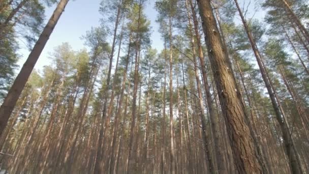 Trä stockar täckt med snö på marken i skogen — Stockvideo