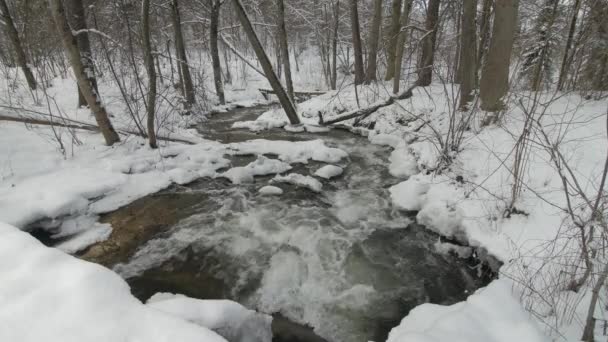 Kleiner Bach im winterlich verschneiten Wald zwischen Schneebänken. — Stockvideo