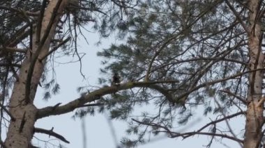 Kuş Dendrocoptes, ağaç dalı üzerinde tünemiş ve zararlıları için seyir ağaçkakan