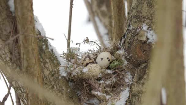 Μια φωλιά γεμάτη με τρία αβγά πουλιών στα κλαδιά ενός δέντρου. Χειμώνας. — Αρχείο Βίντεο