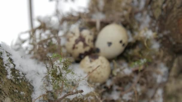 Un nido lleno de tres huevos de pájaro en las ramas de un árbol. Invierno . — Vídeo de stock