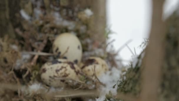 Bird nest on tree branch with three frozen eggs inside, winter. — Stock Video