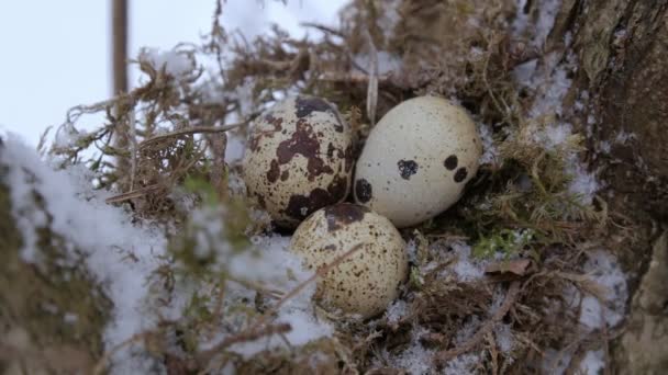 Nido di uccelli su ramo d'albero con tre uova congelate all'interno, inverno . — Video Stock