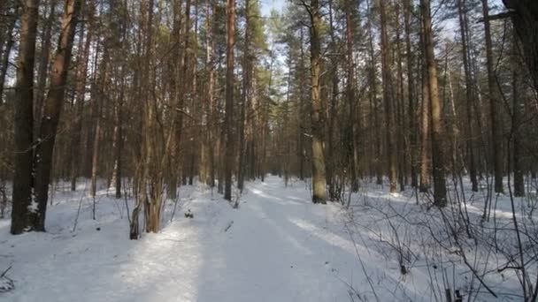 Nieve en invierno bosque, cámara lenta inclinar hacia arriba . — Vídeo de stock