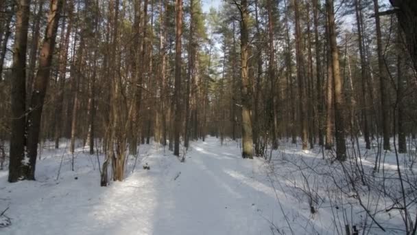Neige en forêt hiver, caméra lente inclinaison vers le haut .
