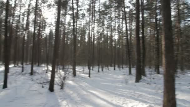 Panorama della foresta invernale . — Video Stock