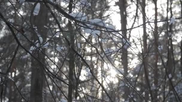 Гілки дерев зі снігом на них рухаються на вітрі . — стокове відео