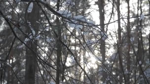 Ramas de árboles con nieve en ellos moviéndose en el viento . — Vídeo de stock