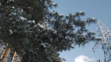 Kar dalları, elektrik direği ve teller mavi gökyüzüne karşı ince bir tabaka ile kaplı.