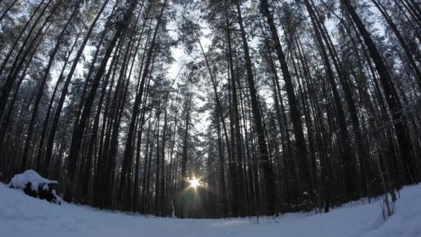 Homem dá um passeio pela bela cena da floresta nevada com o pôr do sol atrás das árvores . — Vídeo de Stock